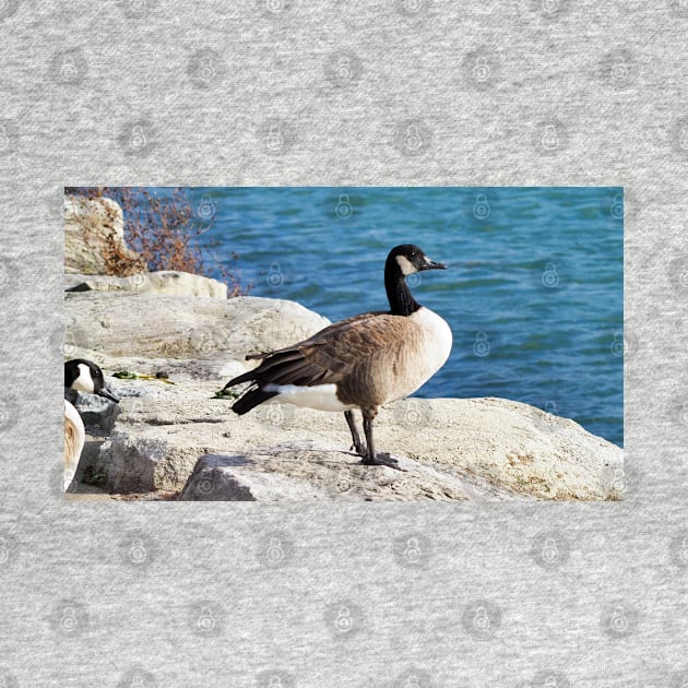 Canada Goose Standing On Some Rocks Next To A Lake by BackyardBirder